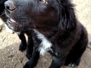 Herdenschutz Hunde Mix - Amt Wachsenburg