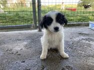 Ziggy bereit für sein erstes Zuhause - Rostock