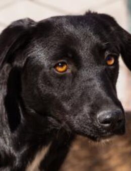 Fellnase Cassia 💗 tolle Familienhündin - Hamburg