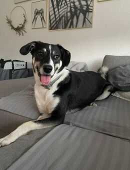 Mira - die Schöne - Elsdorf (Nordrhein-Westfalen)