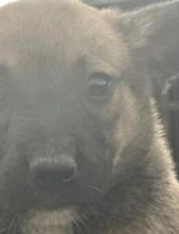 RW 85, süßes Teddyschnäuzchen 🐾 - Elsdorf (Nordrhein-Westfalen)