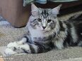 Deckkater Maine Coon in 10315