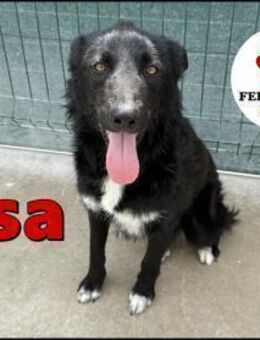 Hütehund Mischling Lisa sucht ..... - Margetshöchheim