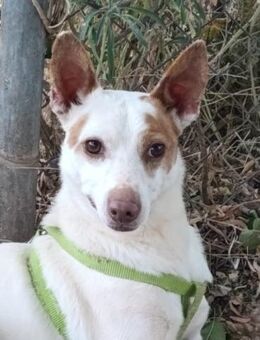 Peke, versteht sich mit jedem - Geilenkirchen