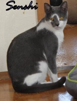 Vermittlungshilfe Senshi-86685 Huisheim - Heppenheim (Bergstraße)