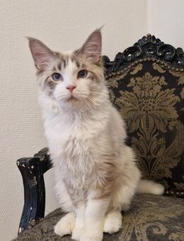 Ragdoll Mix / kastriert. - Mainhardt