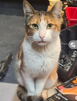 Alma Glückkatze sucht glückliche Familie - Unterföhring