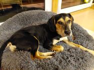 Entlebucher sennenhund mix - Maxsain