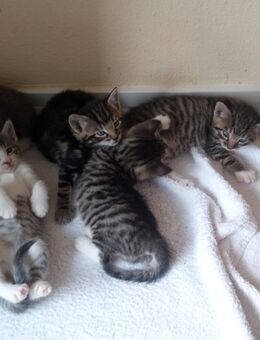 Baby Katzen zu abgeben!!! - Friedberg