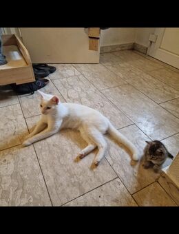 Edle weiße Katze mit strahlend gelben Augen ❤️ ❤️❤️ - Südlohn