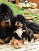 Tibet Dogge Do-khyi Welpen werden erwartet in 74749