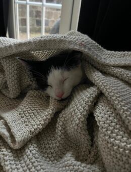 🐾 Wunderschöne Kitten abzugeben – 2 Mädchen & 1 Junge gechipt, geimpft & entwurmt 🐾 - Schöppingen