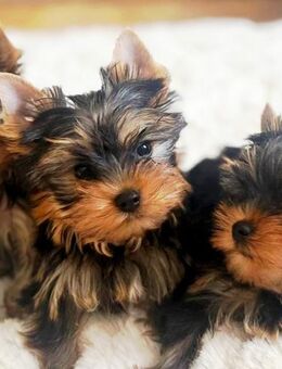 Welpen Yorkshire Terrier - Altötting