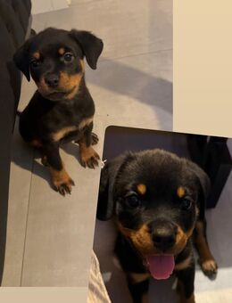 12 Wochen alte Rottweiler Hündinnen suchen ein neues Zuhause - Berlin
