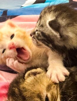 süsse Kitten abzugeben - Bad Sooden-Allendorf