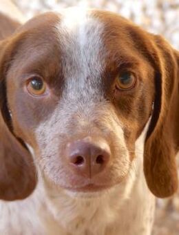 Chip 3 -lebhaft und freundlich- - Oldenburg