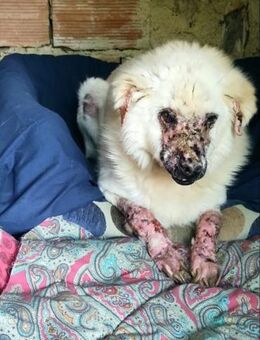 Peter - Paten mit ❤️ gesucht - Grevenbroich