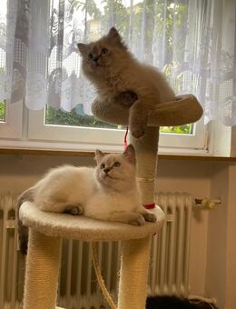 BKH SÜSSE KATZENBABYS - Augsburg