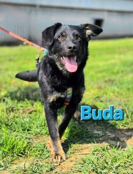 Buda, aufgeweckt und verspielt - Linden (Hessen)