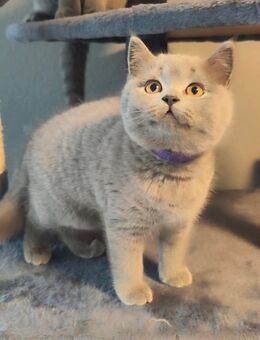 BKH BLH Britisch Kurzhaar Langhaar Katze Blau Reinrassig - Lenzkirch