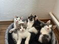 Katzen Kitten in 55218