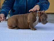 SHORTY BULLDOG/EXOTIC BULL, CHESTERLINE ABKC EXTREEM - Lathen