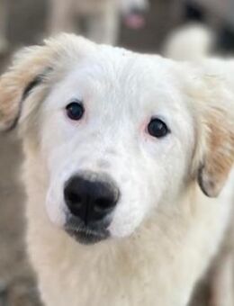 Ginger, geb. ca. 05/2022, Griechenland - Markdorf