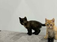 Babykatzen suchen neue Zuhause - Bad Bramstedt