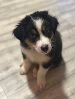 Australian Shepherd Welpen frei von erblichen Augenerkrankungen - Bad Oeynhausen Lohe
