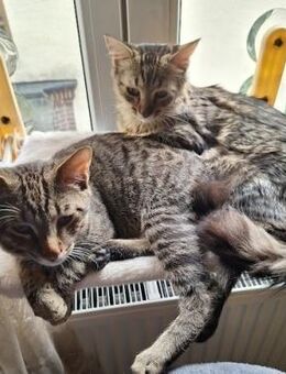 MaineCoone-Mix Babies suchen dich - Esslingen (Neckar)