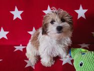 Shih Tzu - Phalené Welpen - Belgern-Schildau