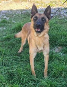 💛Jerry💛 - Der hübsche Malinois Mix Rüd - Alfeld (Leine)