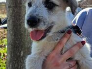 Ludwig sucht ein Zuhause - Linden (Hessen)