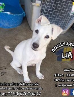 LIA-möchte ins Zuhause im Glück reisen - Waakirchen