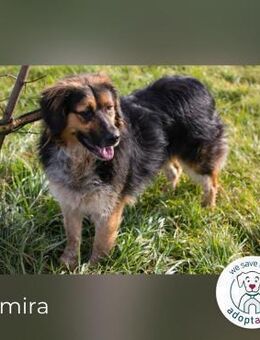 Namira: Fröhliche Seele sucht Heimat - Kirchzell