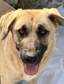 Fleur Delacour, geb. ca. 12/2023, GR - Markdorf