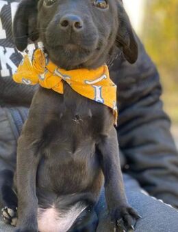 Stella LM zuckersüsse Frohnatur - Neustadt (Rübenberge)