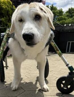 HEIDI - man muß es einfach nur wollen - Overath