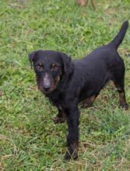 VIKTOR -ich bin's, Temperament inclusive - Overath