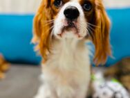 Cavalier King Charles Spaniel Rüde - Hagen (Stadt der FernUniversität)