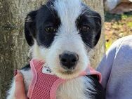 Nelly sucht ein Zuhause - Linden (Hessen)