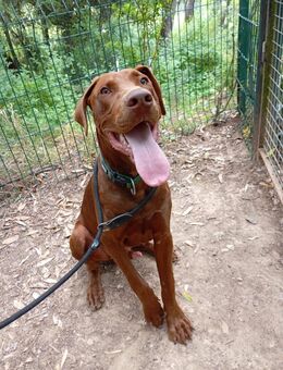 Junger Dobermann sucht dringend Pflegestelle oder Zuhause - München Altstadt