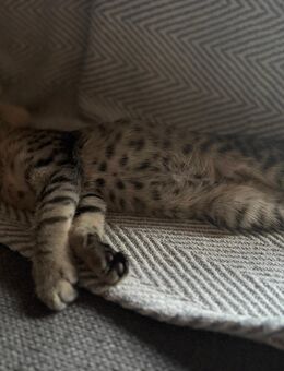 Bengal Mix sucht noch ein liebesvolles Zuhause - Sankt Ingbert Zentrum