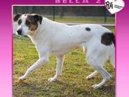 ❤ BELLA 2 ❤ - WER GIBT MIR EINE CHANCE? - Alfeld (Leine)