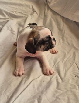 Wunderschöne Fropse - Felsberg