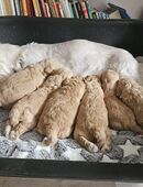 Wunderschöne Maltipoo Welpen in 99310