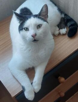 🐱❤️ verspielter Pinos sucht Happy Home - Eislingen (Fils)