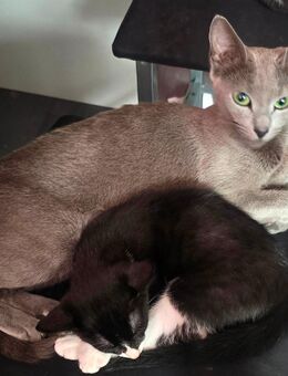 Russisch blau Mix kitten, 3 katzen - Werne