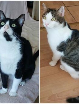 🐾 Brüder Tino & Anton 🐾 - Eislingen (Fils)