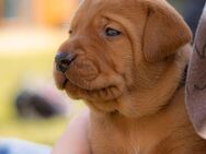 Viszlador (Labrador x Magyar vizsla) - Esterwegen